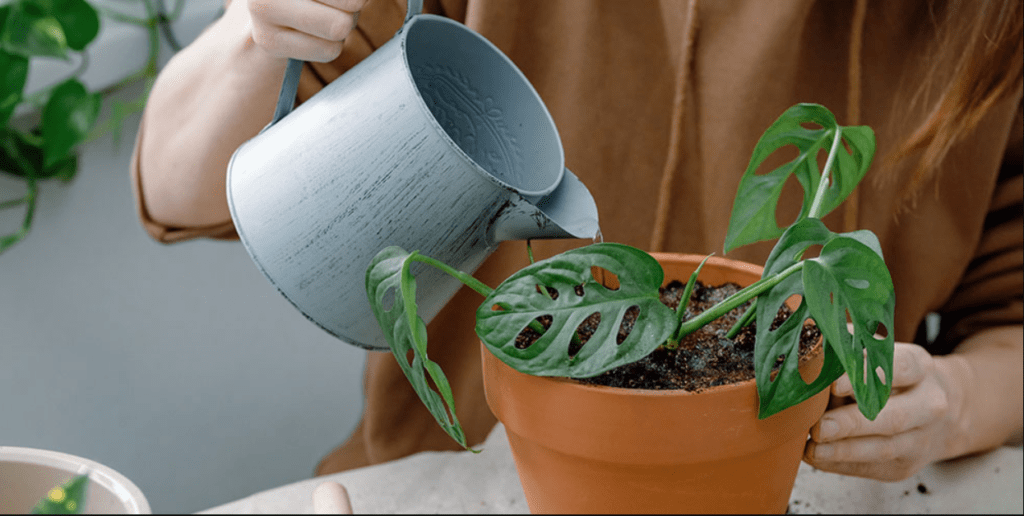 A woman gently waters a potted plant, nurturing its growth with care and attention in a bright, indoor setting.