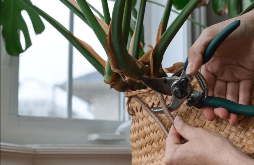 A person carefully trims a plant while holding a basket, showcasing a moment of gardening and plant care.