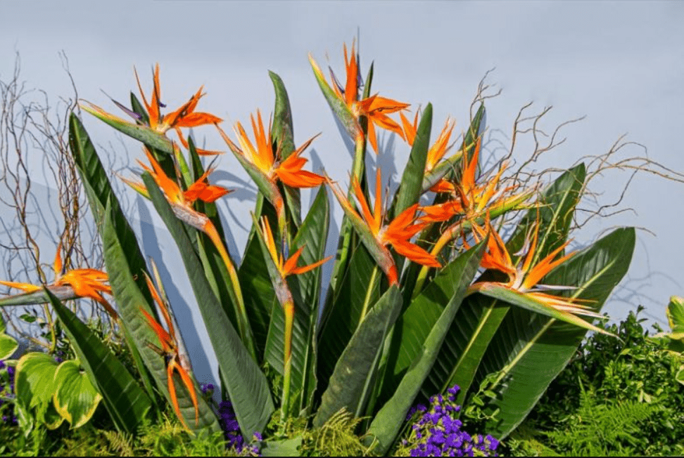 A large plant displaying vibrant orange and yellow flowers, showcasing a striking contrast in colors and lush foliage.