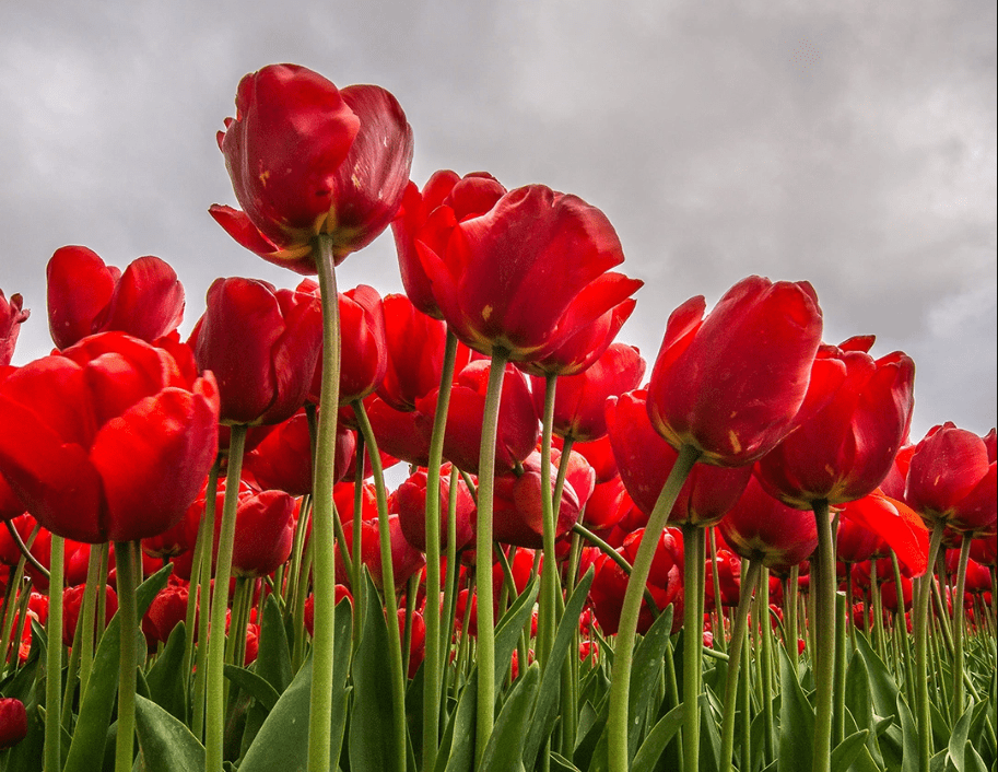 Vibrant red tulips with green stems against a cloudy sky.