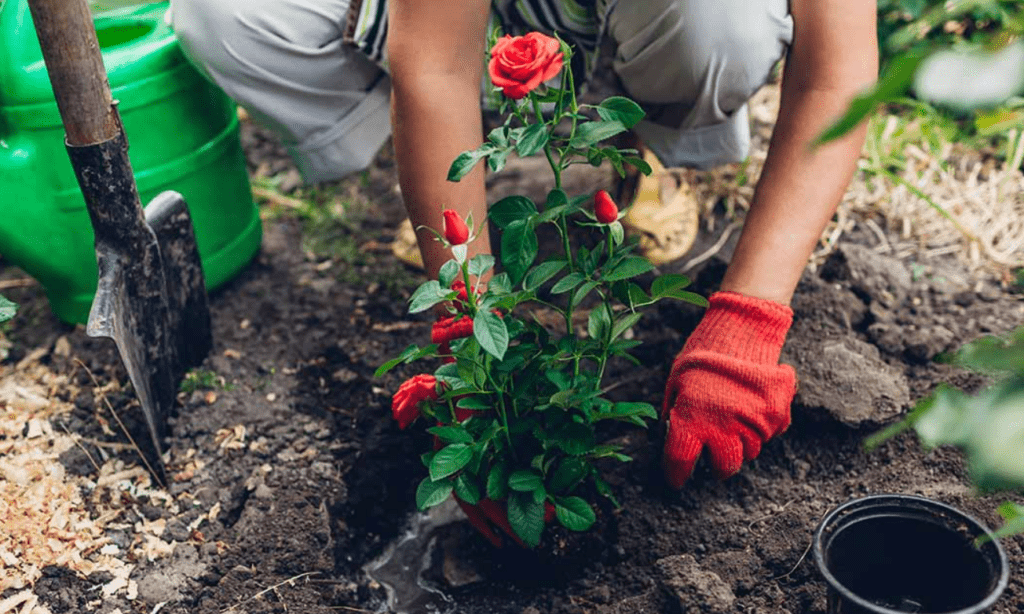 Person in gloves planting a rose bush in the soil with a shovel and bucket nearby.