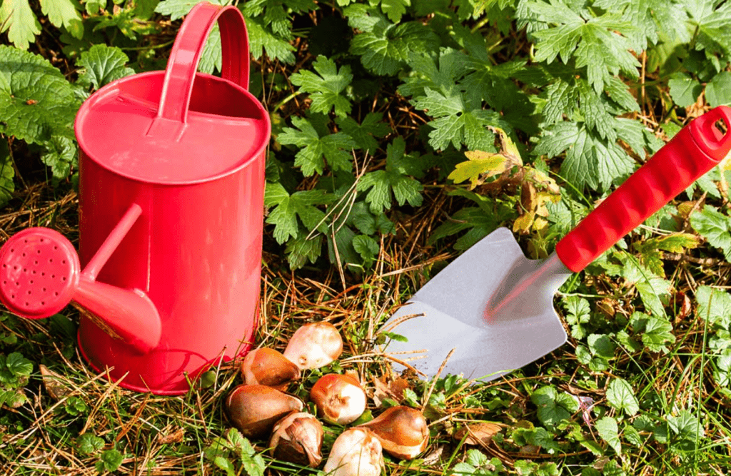 A red watering can and a garden trowel with tulip bulbs on the ground.