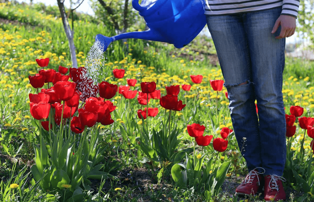 Person watering red tulips with a blue watering can outdoors.