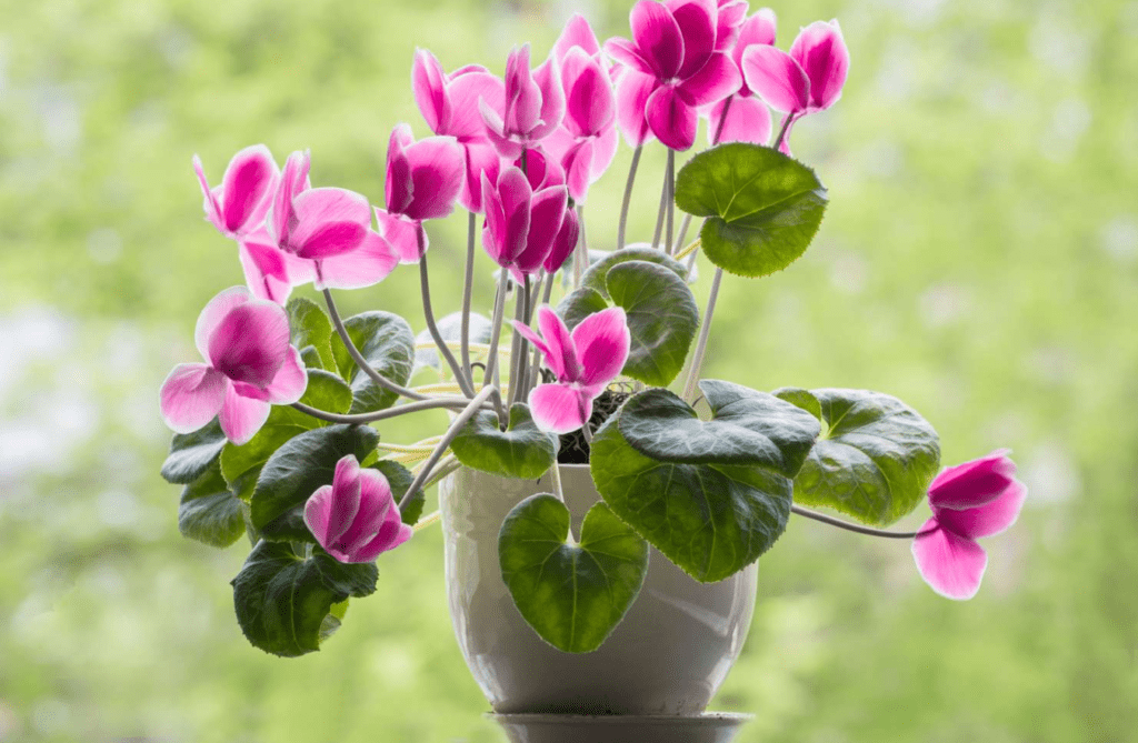 A vibrant pink cyclamen plant with heart-shaped leaves in a white pot against a green blurred background.