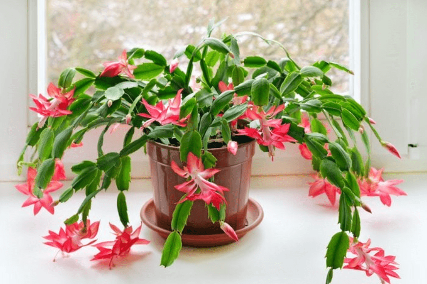 Christmas cactus with pink flowers on a windowsill.