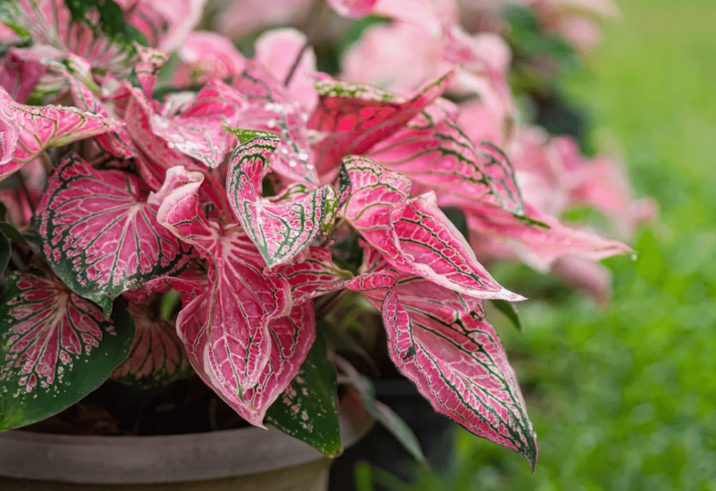 Vibrant pink and green patterned leaves of a Caladium plant in a pot.