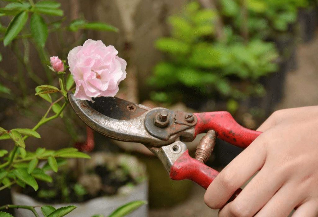 A hand pruning a pink rose with rusty garden shears.