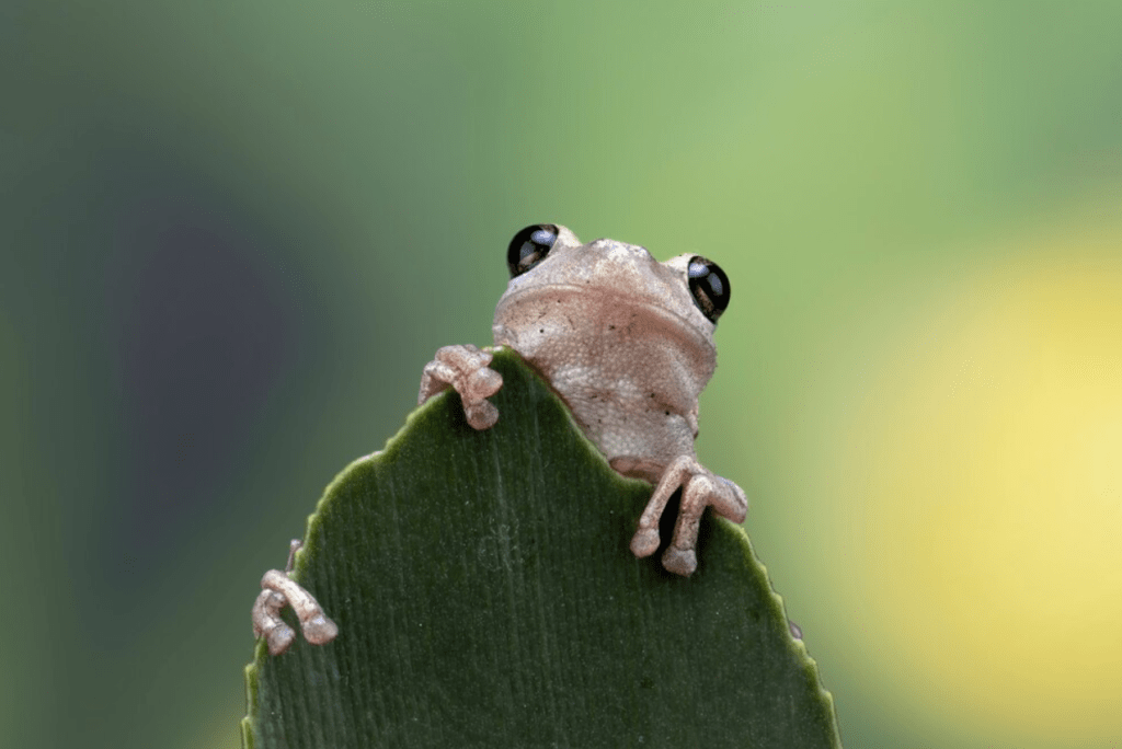 A frog peeking over the edge of a leaf against a blurred green background.