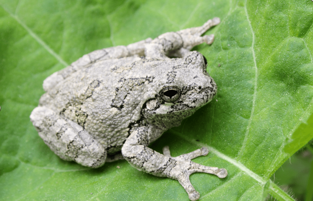 A gray treefrog camouflaged against a green leaf.