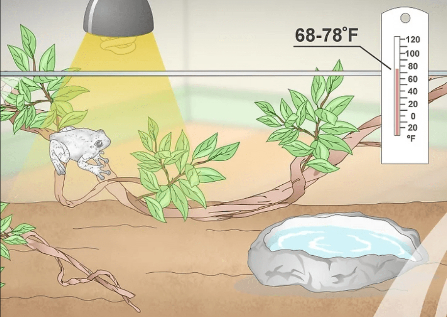 A terrarium setup for a frog, with branches, leaves, a water dish, and a 68-78°F temperature range.