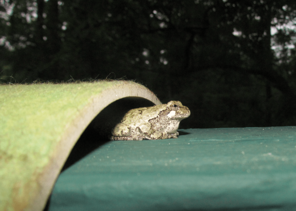 A frog perched under a curved object on a wooden surface at night.