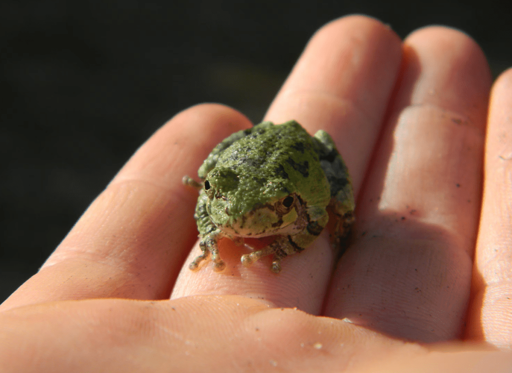 A small green frog resting on a human palm, in sharp focus against a blurred background.