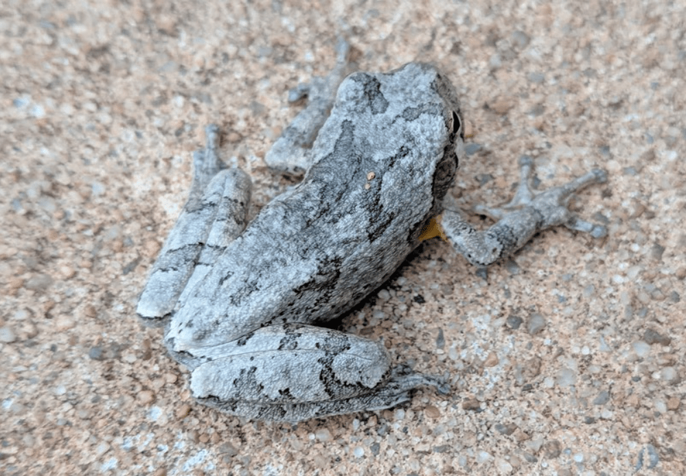 A camouflaged gray frog blending in with the gravelly ground.