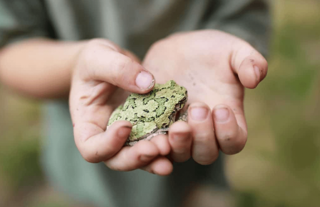 Child's hands gently holding a green frog with a blurred background.