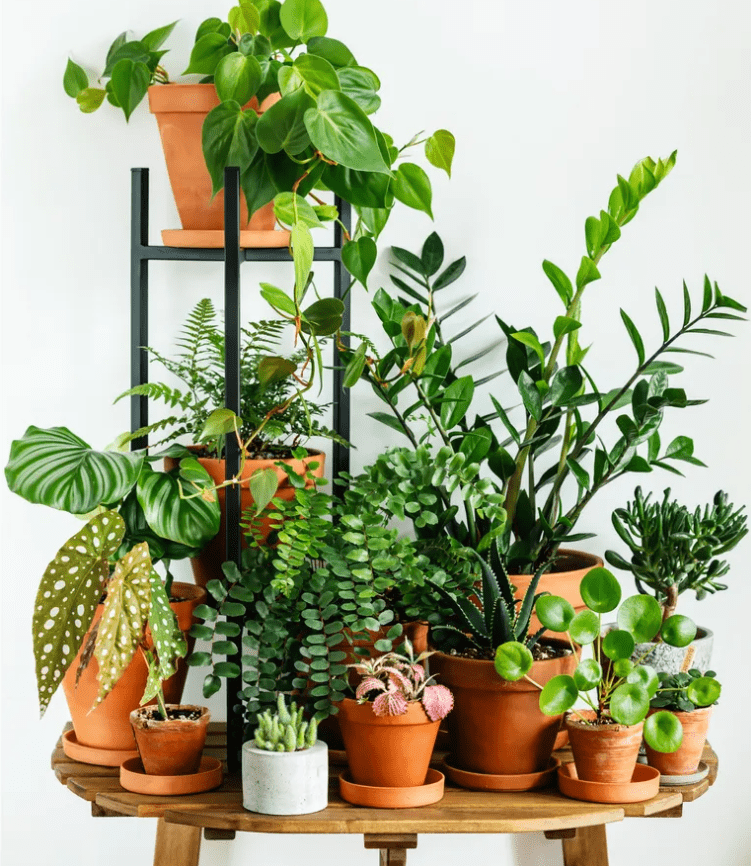 Various houseplants in terracotta pots on a wooden stand against a white wall.