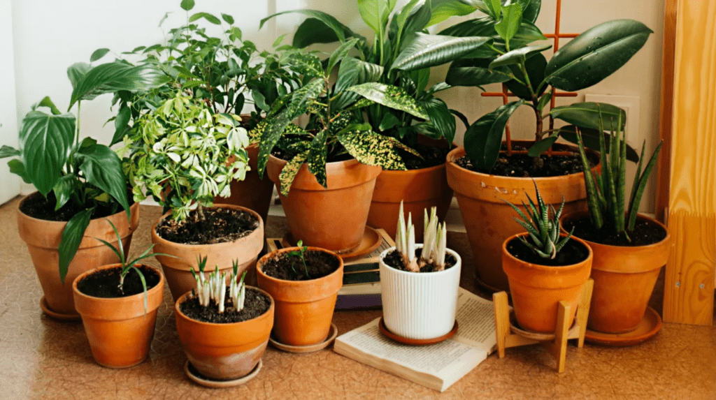 Indoor collection of various potted houseplants on a wooden floor.