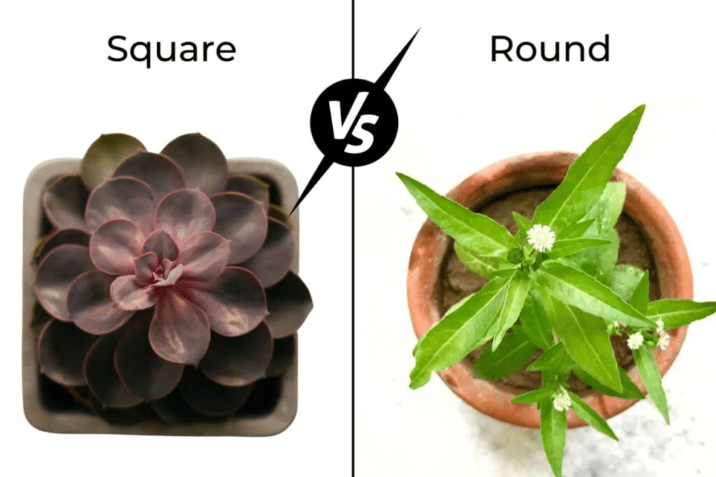 "Succulent in square pot vs. plant with white flowers in a round pot with 'Square vs Round' text."