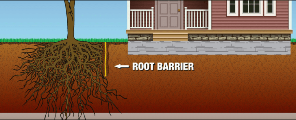 Cross-section illustration showing a root barrier installed next to house foundation to protect from tree roots.