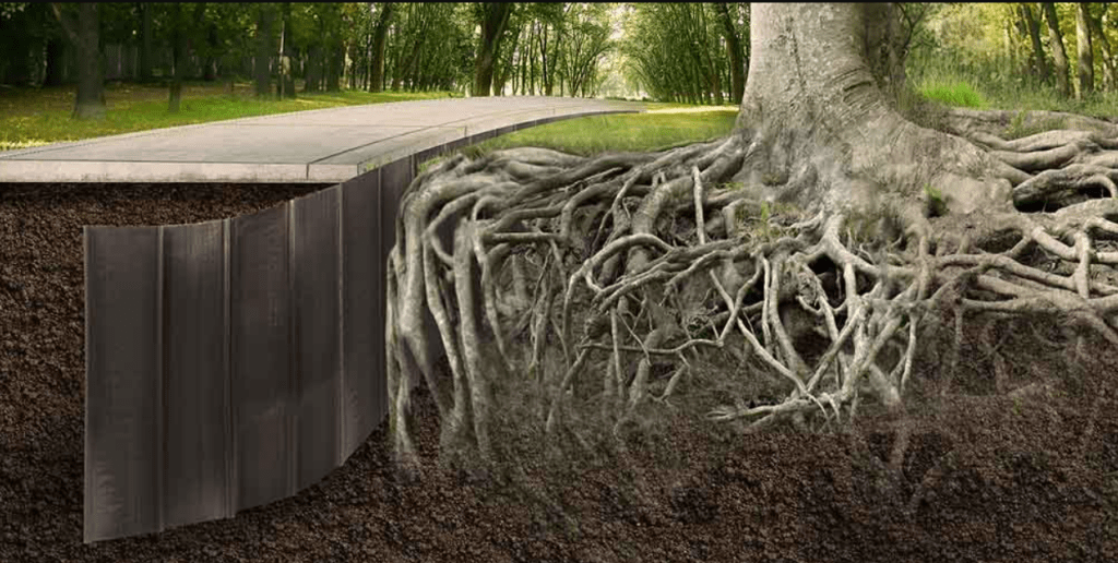 A cross-section view of a tree's exposed roots beside a walkway in a park.