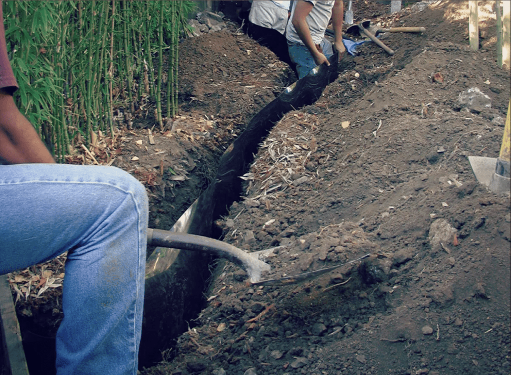 People digging a trench with shovels near bamboo foliage.