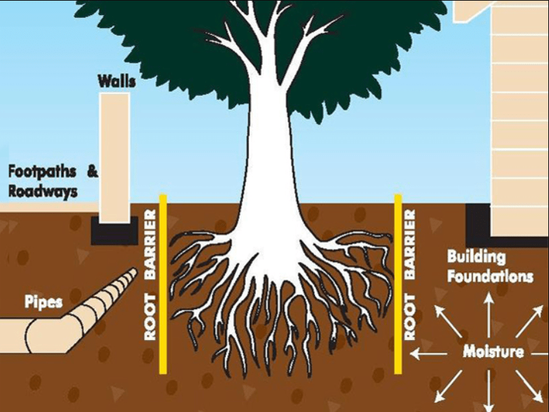 Illustration showing roots of a tree interacting with underground pipes, a root barrier, and building foundations.