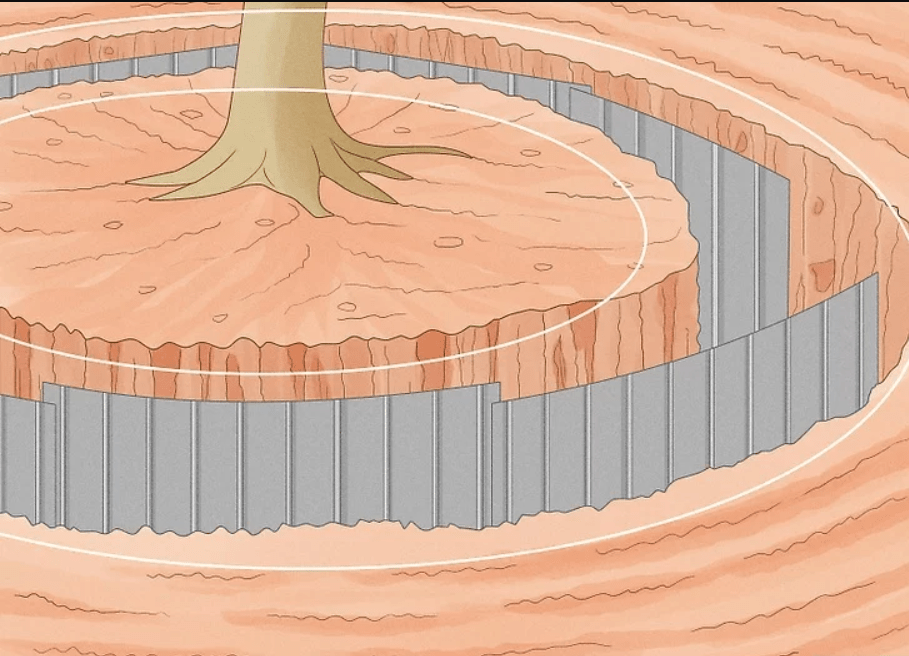 Illustration of a cross-section of a tree trunk showing growth rings.