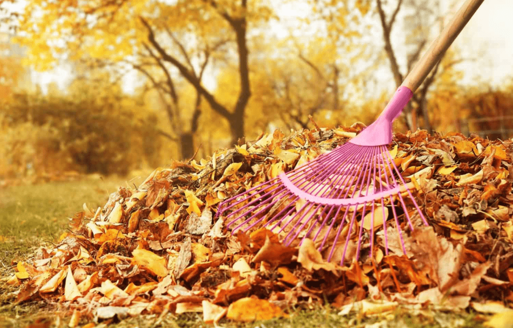 A pink rake leaning on a pile of fallen leaves in an autumnal scene.