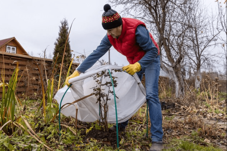 Person covering a plant with a frost protective cloth in a garden.