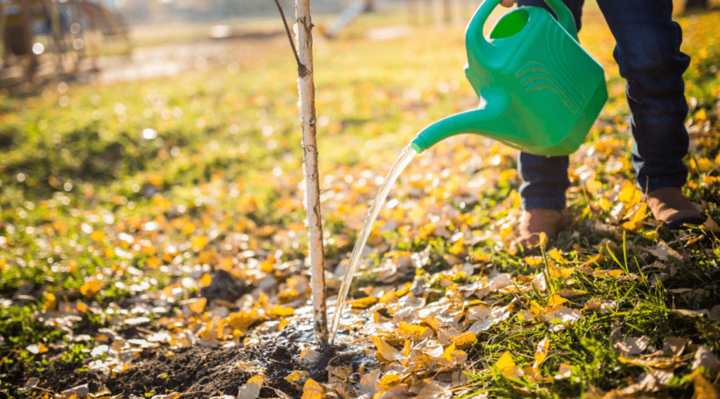 Person watering a young tree with a green watering can in a sunny, autumnal setting.