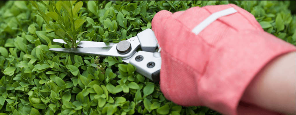 Hand in a red glove pruning a green bush with shears.