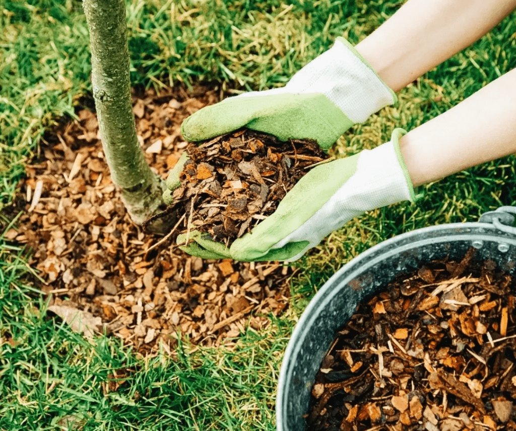 Person in gloves mulching a tree base with bark chips from a bucket.