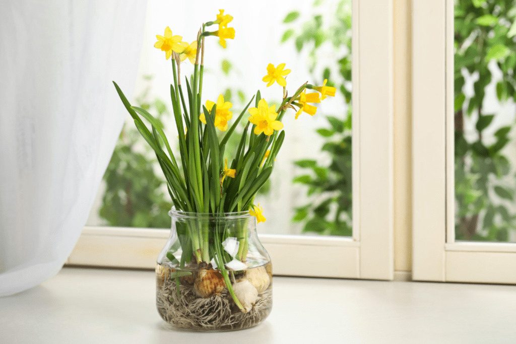 Yellow daffodils in a glass jar by a window, with sunlight and greenery outside.