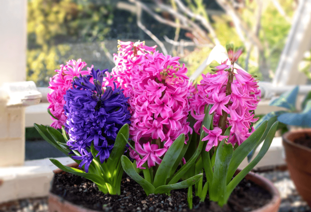 Vibrant pink and purple hyacinths blooming in a garden pot.