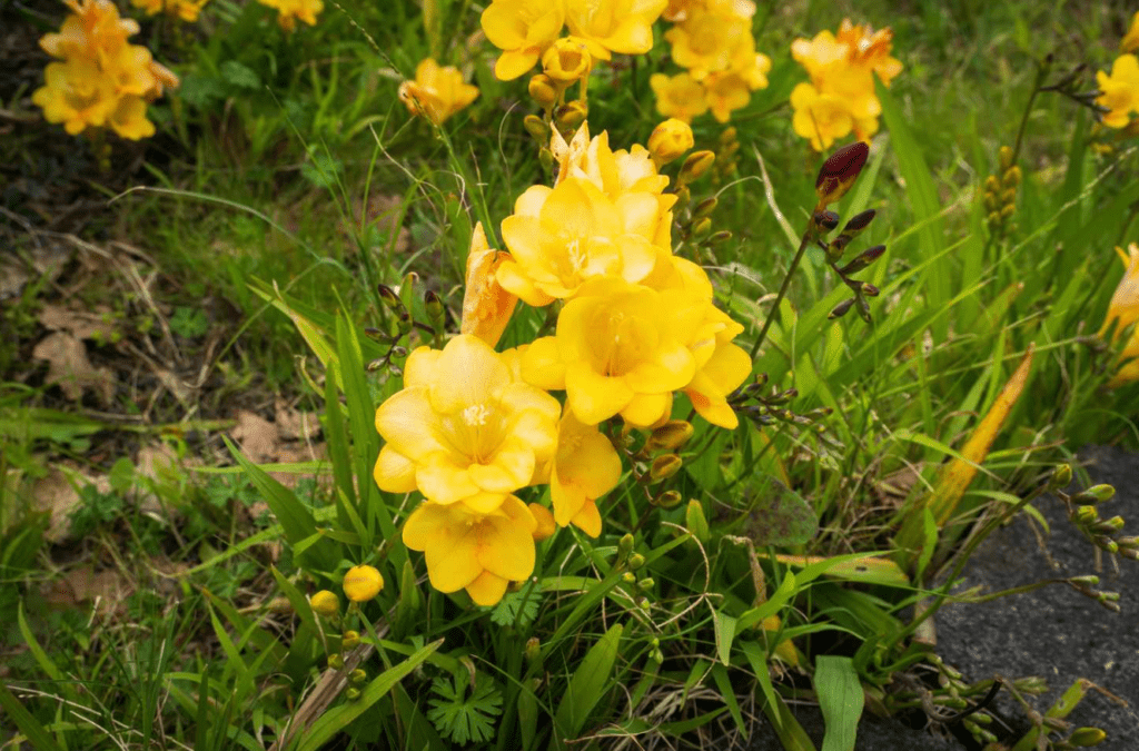 Cluster of yellow flowers blooming among green leaves and grass.