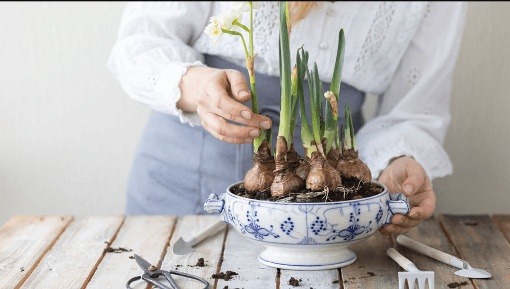 Person tending to bulbous plants in a blue and white patterned pot on a rustic wood table.