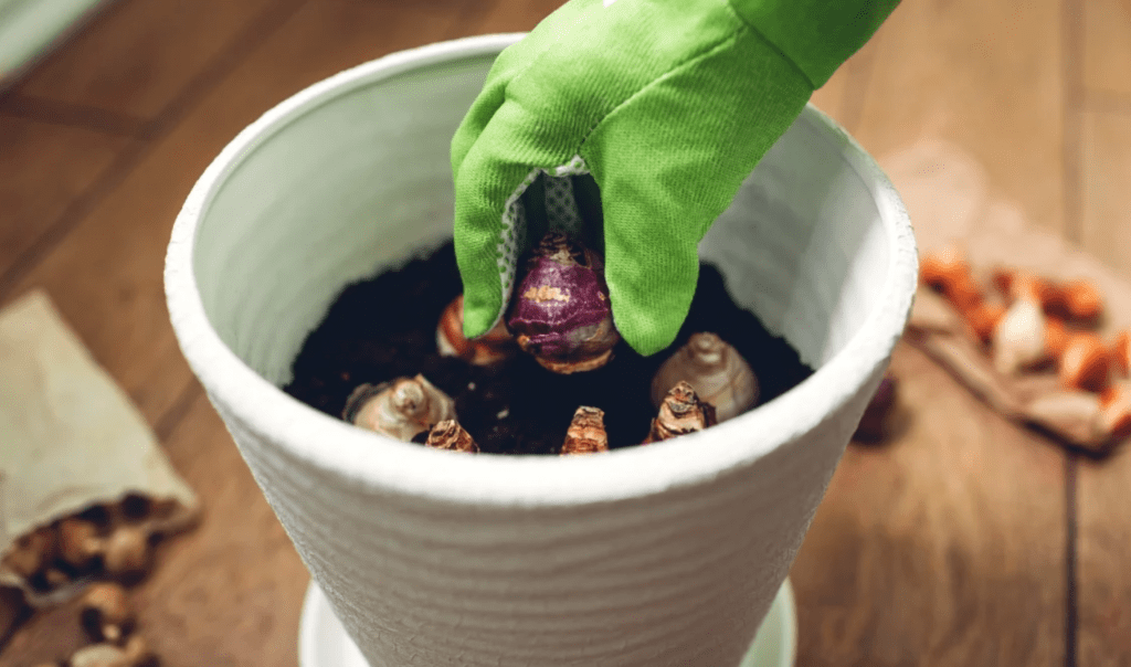 Hand in green glove planting bulb in white flowerpot with soil.