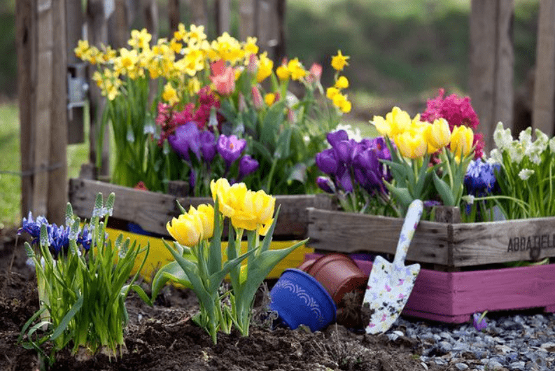 Vibrant tulips and daffodils in a garden with a wooden crate and gardening tools.