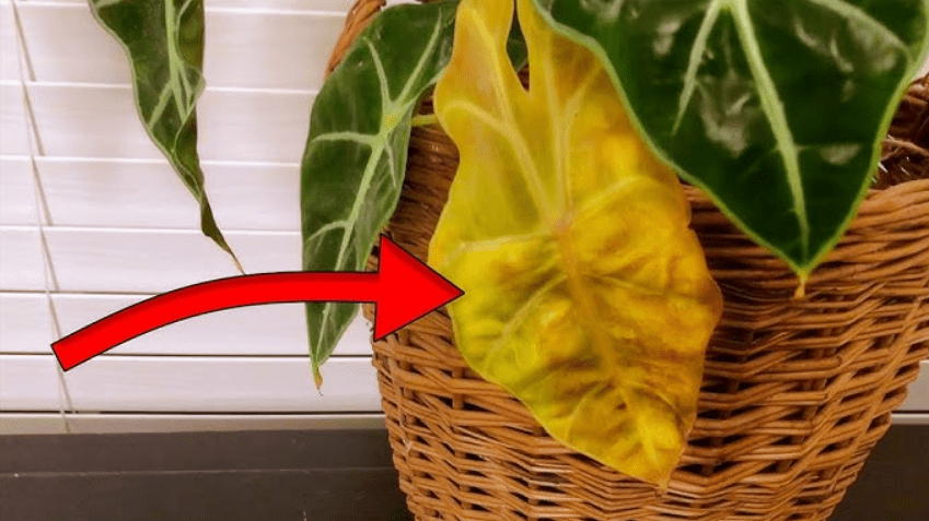 A plant with green leaves, one turning yellow, highlighted by a red arrow, in a wicker basket.