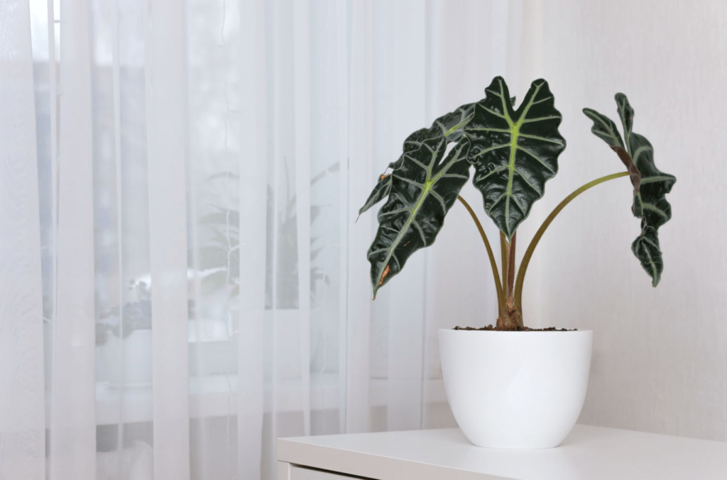 Alocasia plant in a white pot by a curtain-covered window.