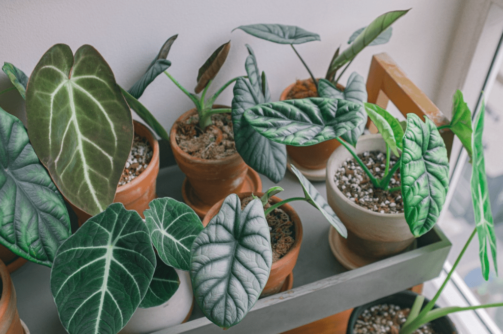 Various potted indoor plants on a wooden shelf by a window.