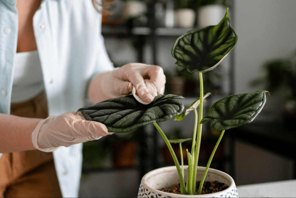 Person in gloves examines a potted plant with large green leaves indoors.