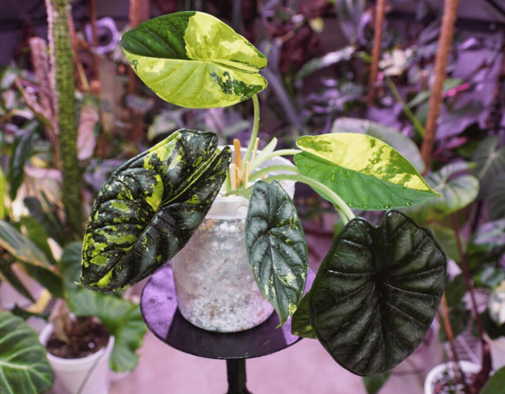 Variegated Alocasia plant with large, multicolored leaves, in a greenhouse setting.