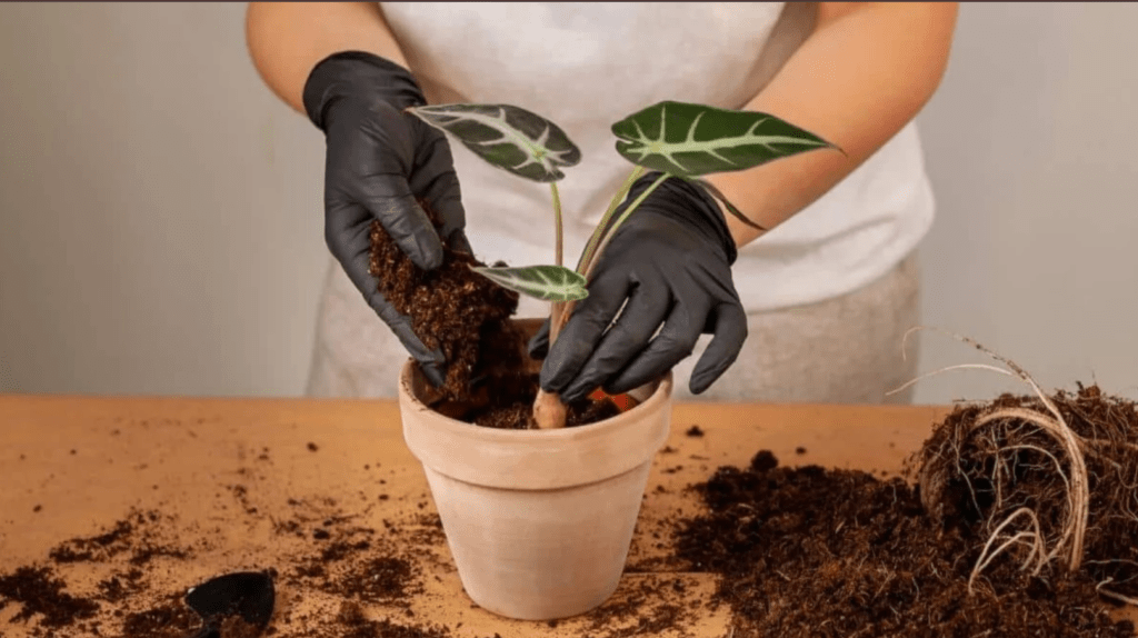 Person in gloves potting a plant with soil on a table.