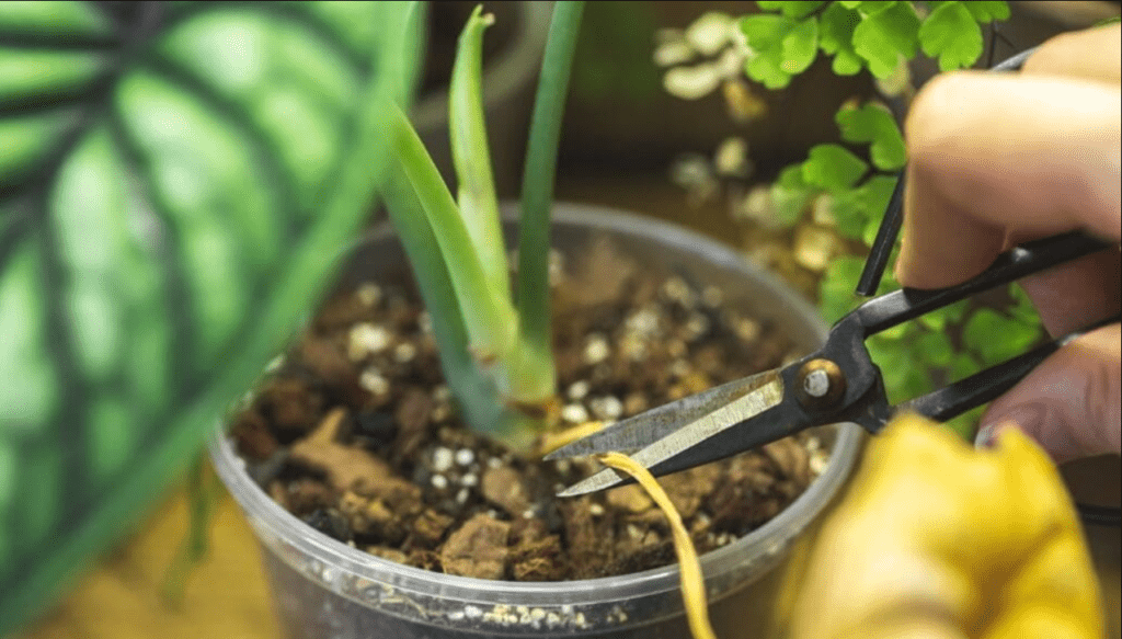 Close-up of a person's hands pruning a houseplant with small scissors.