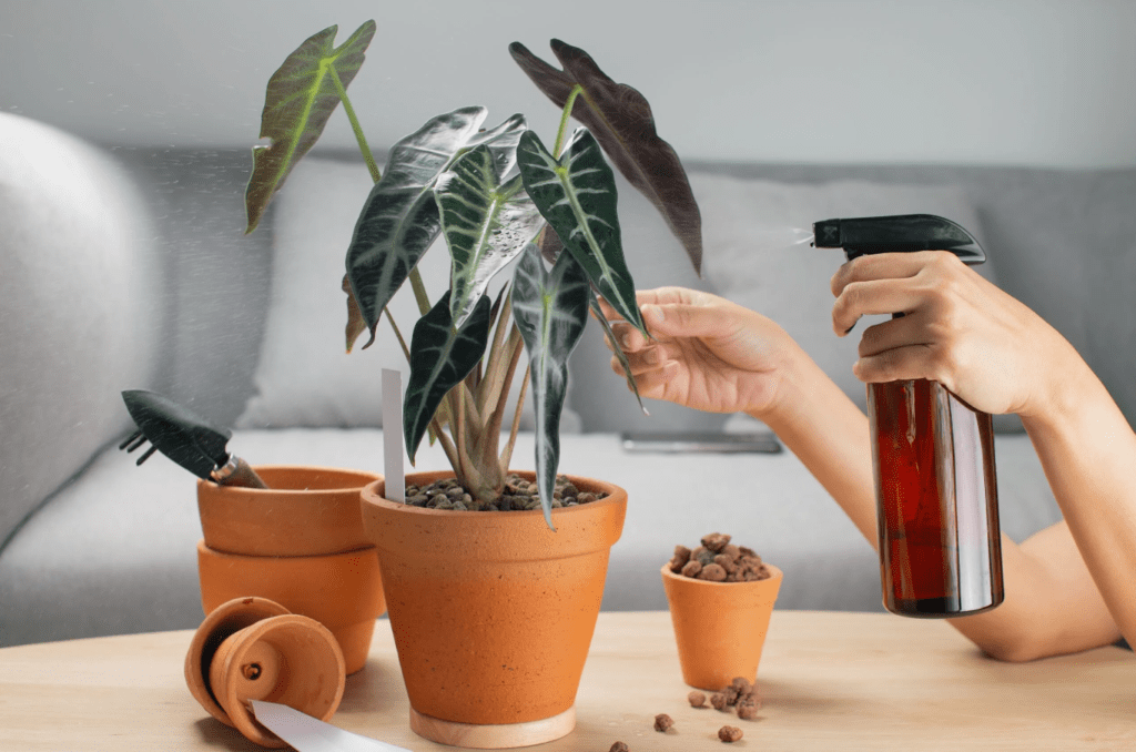 Hands caring for a plant in a terra-cotta pot, misting leaves with a spray bottle.