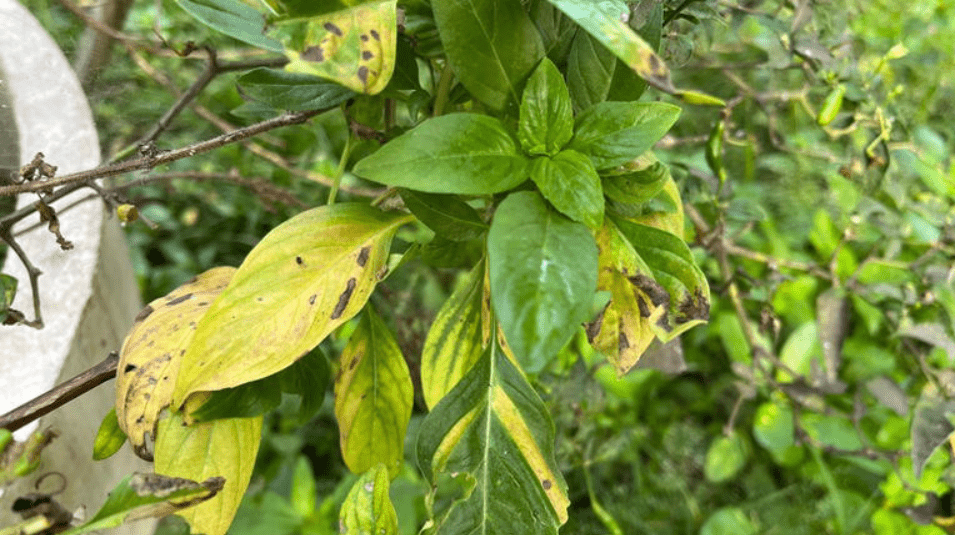 Close-up of a plant with both healthy green leaves and some yellowing, spotted leaves.