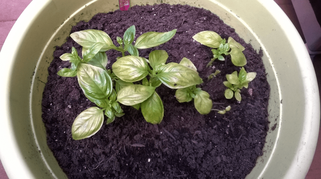 Basil plants growing in a round, green pot filled with soil.