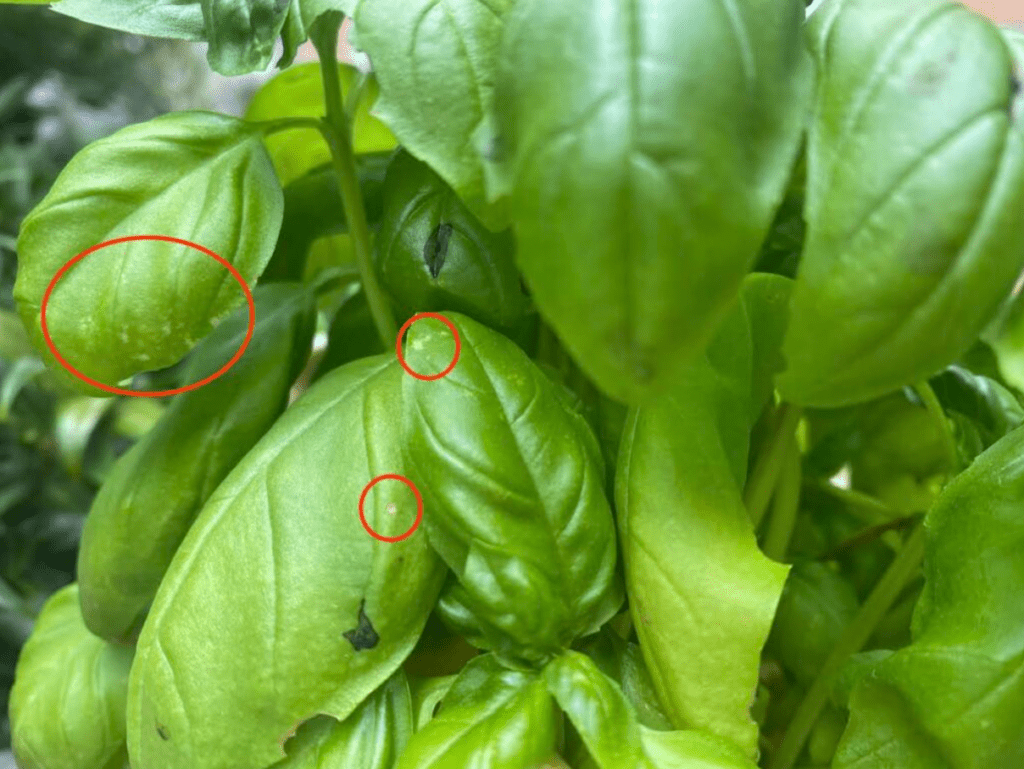 Close-up of basil leaves with red circles highlighting possible pest damage.