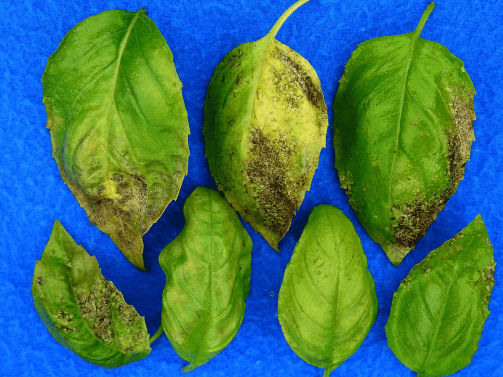 Six green leaves with varying degrees of disease damage against a blue background.