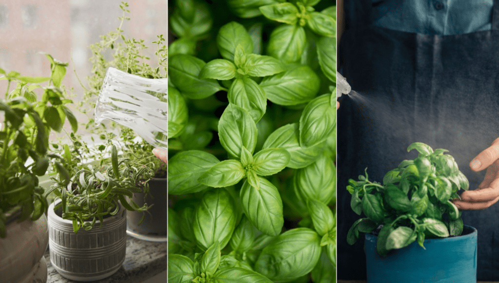 A triptych of potted herbs being watered and misted, showcasing fresh basil leaves.